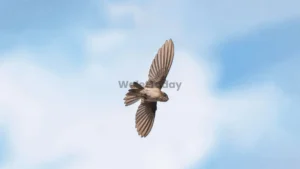 Burung Walet.
