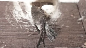 Sarang burung walet.