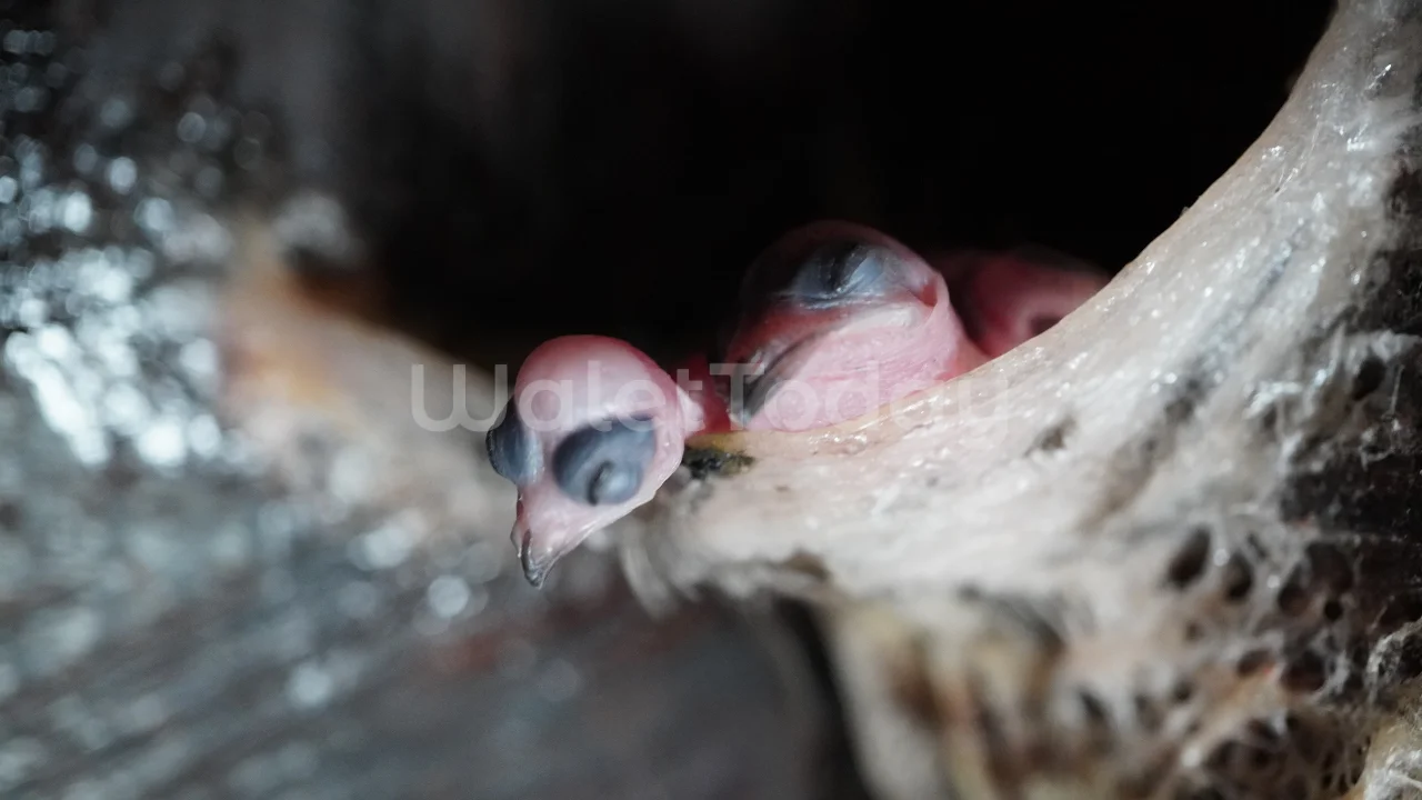 Pertumbuhan anak walet dalam sarang sebagai bagian dari siklus hidup burung walet.