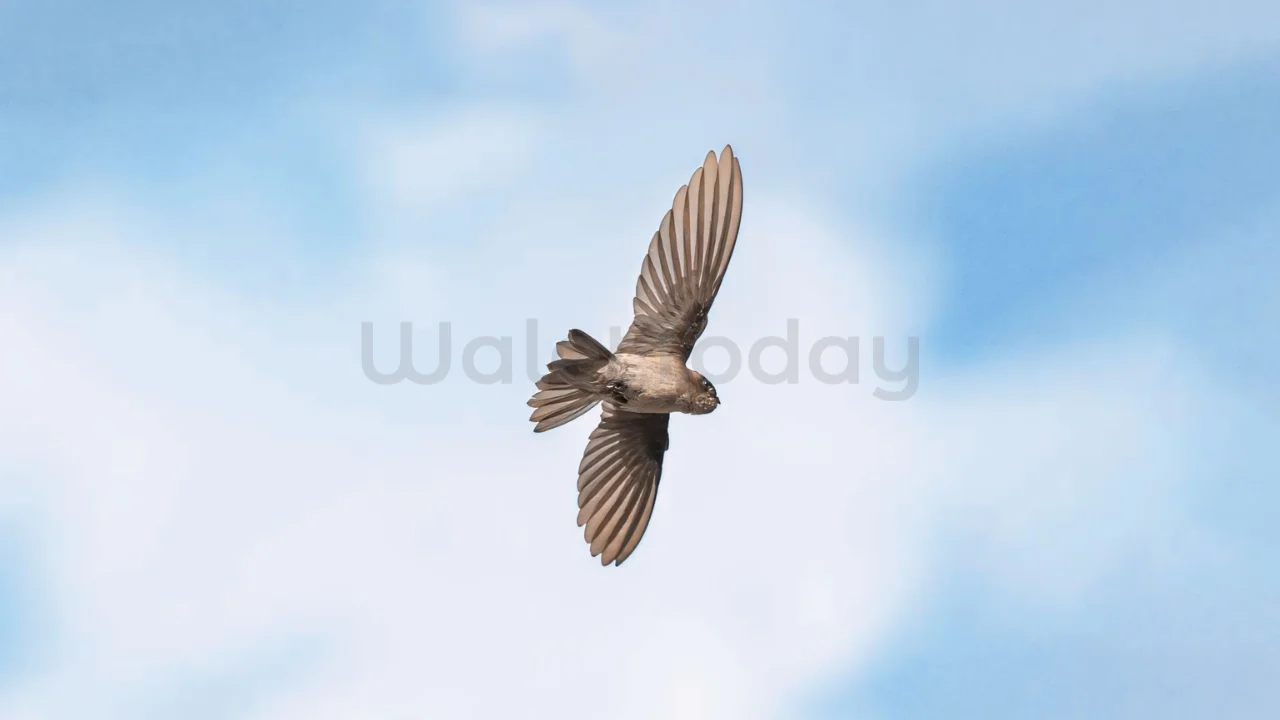 Burung Walet - Aerodramus fuciphagus