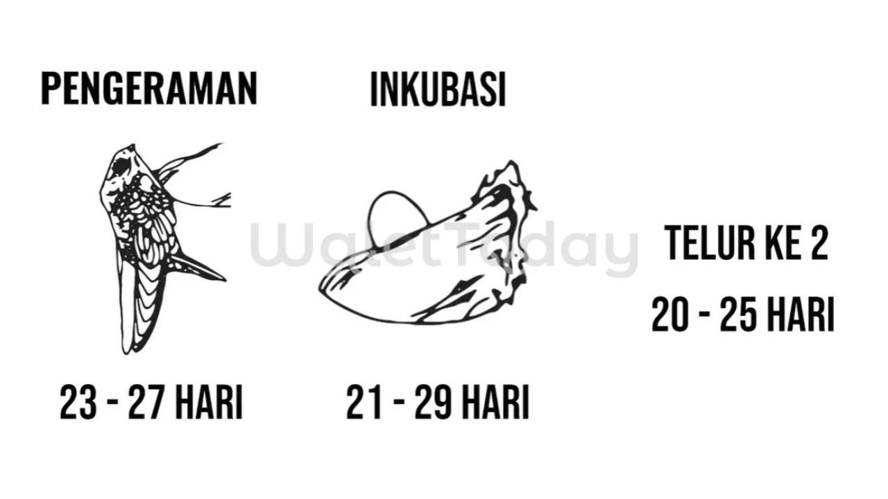 Siklus Pengeraman Induk Walet