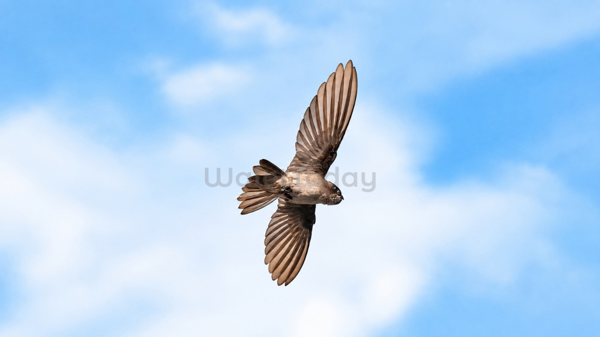 sarang burung walet (Aerodramus Fuciphagus)